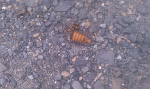 Remainder of a cicada
